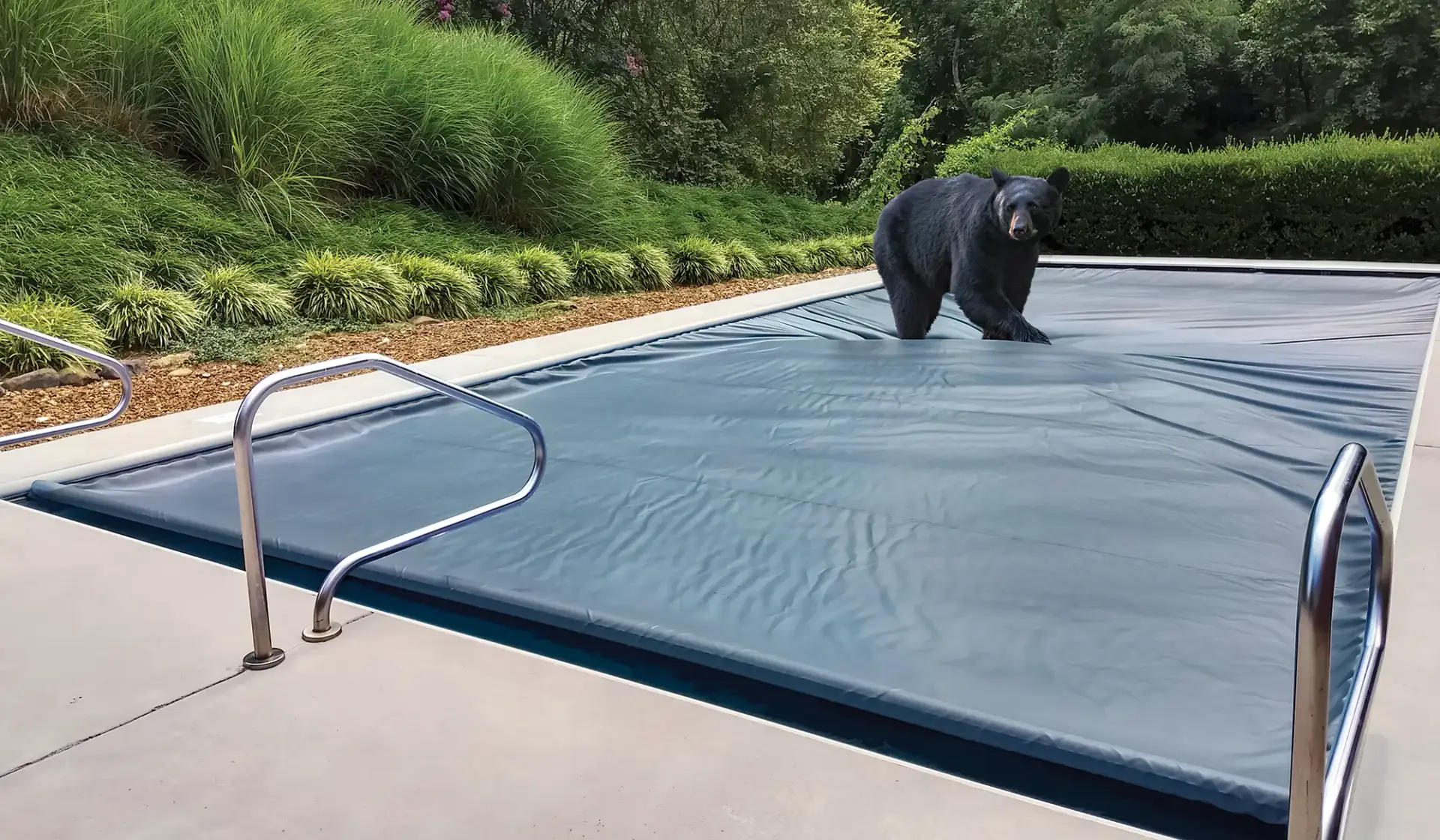 automatic pool cover with a bear standing on top to show how much weight it can hold