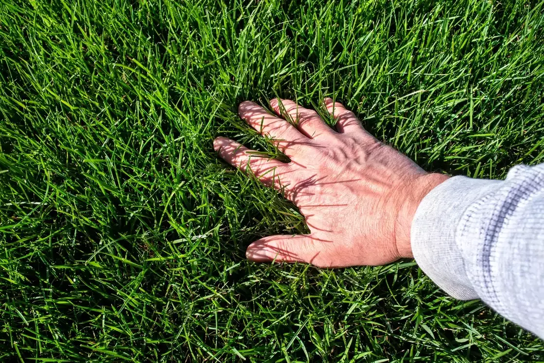 man touching lush green lawn, beautiful yard